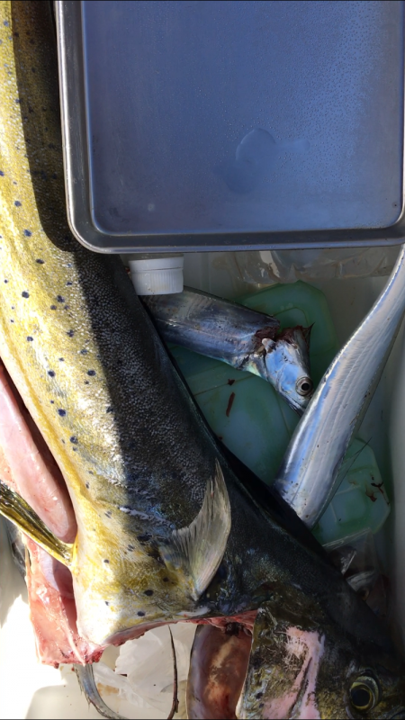太刀魚 シイラ メッキ ウルトラCでシイラが釣れた