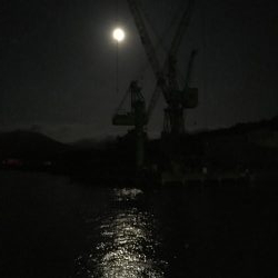 堂ノ浦でアオリイカ