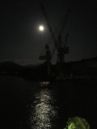 堂ノ浦でアオリイカ