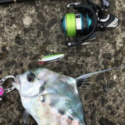 キジハタ&イトヒキアジ