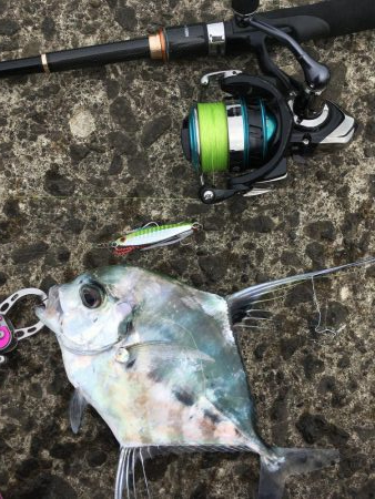 キジハタ&イトヒキアジ