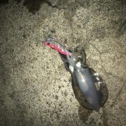 秋イカ釣り