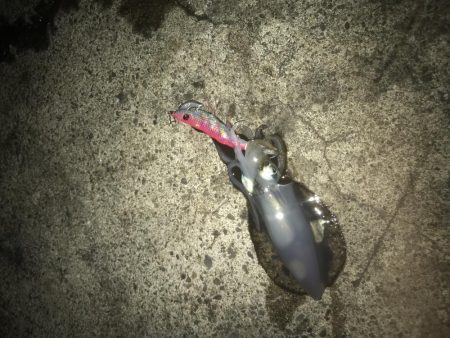 秋イカ釣り
