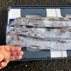 タチウオきてるよ