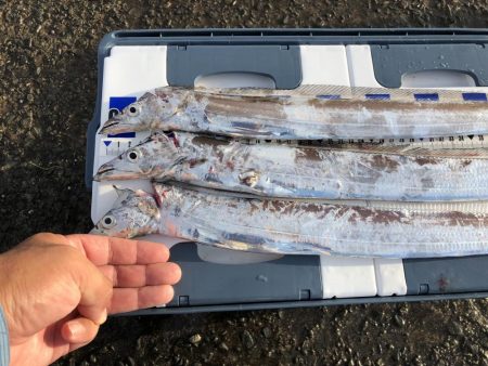 タチウオきてるよ