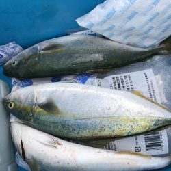 ツバス40センチぐらい