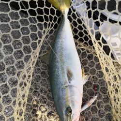 ツバスは少し大きくなってます