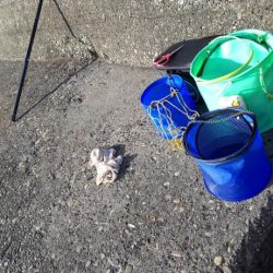 メジナ！チヌ！！！クエも！！！！！