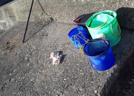 メジナ！チヌ！！！クエも！！！！！