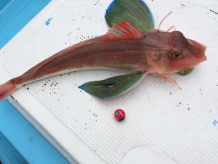 紀北  タイラバ釣果