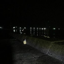 夜のアオリイカ