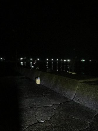 夜のアオリイカ