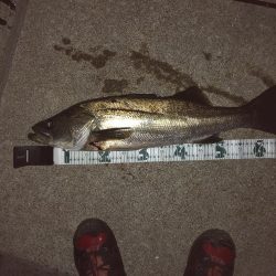 イカのちシーバス