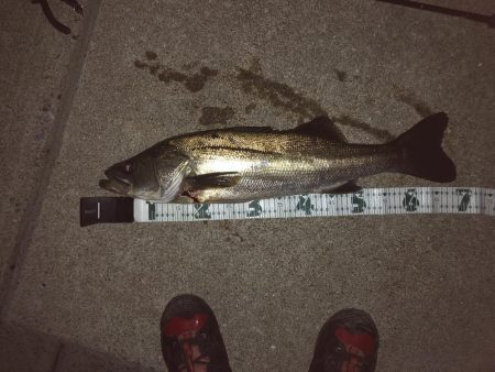 イカのちシーバス