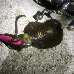 久々ホームのエギング