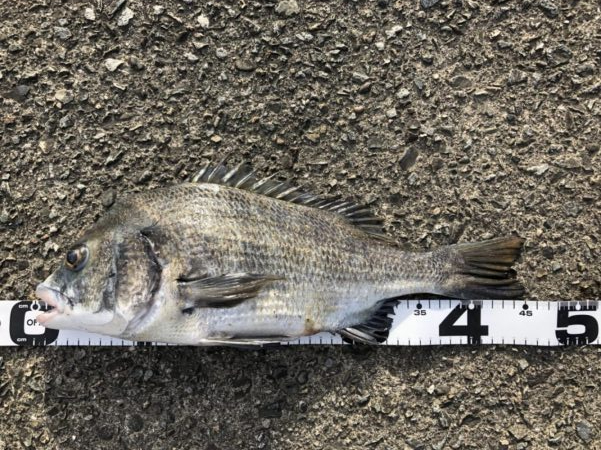 イチノ兄弟、釣果！