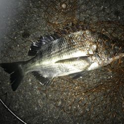 楽しい電気ウキ釣り2nd