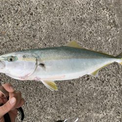 ショアジギング