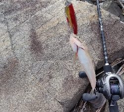 エギングとショアジギング