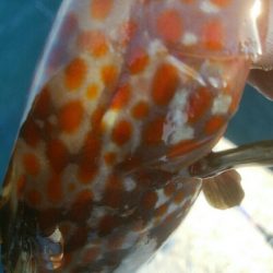 自作エギでアオリ10杯！モズクガニも！！おまけにキジハタ・・・