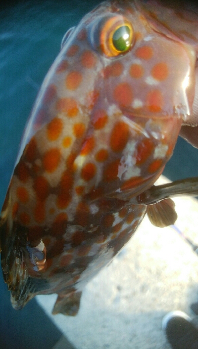 自作エギでアオリ10杯！モズクガニも！！おまけにキジハタ・・・