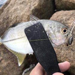 恐怖の「アジコロ」