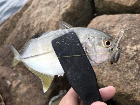 恐怖の「アジコロ」