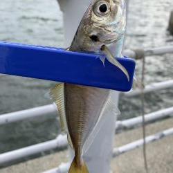 夕マズメの調査