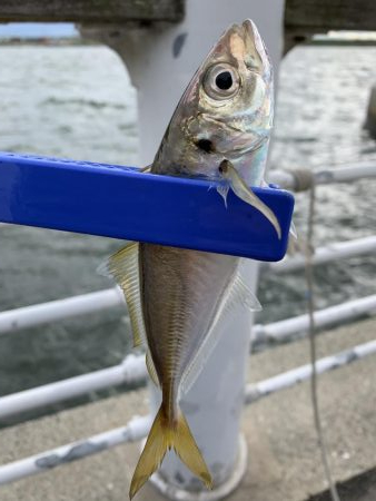 夕マズメの調査