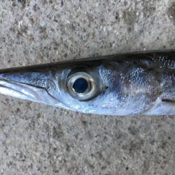 ライトタックル