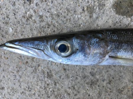 ライトタックル