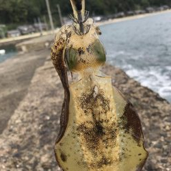 台風前のアオリイカ