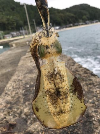 台風前のアオリイカ