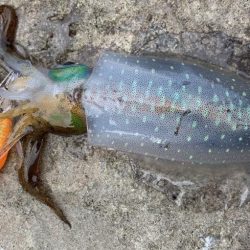 イージーエギング