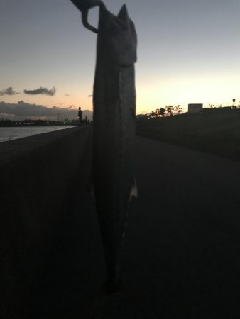 夕まずめにちょこっと