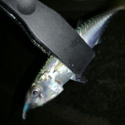 アーバンサイド豆アジング