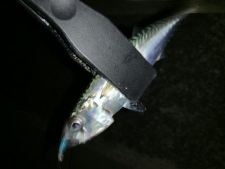 アーバンサイド豆アジング