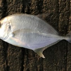 メッキ祭りの後に！