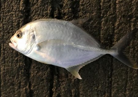 メッキ祭りの後に！