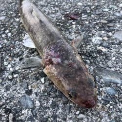 青物は釣れませんでした