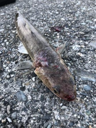 青物は釣れませんでした