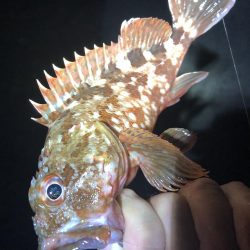 ぶっ込みでカサゴ