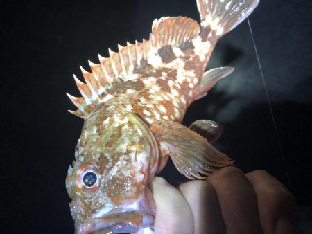 ぶっ込みでカサゴ