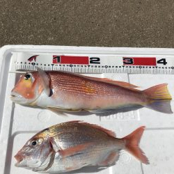 おニューリールの鱗付けが…