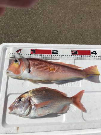 おニューリールの鱗付けが…