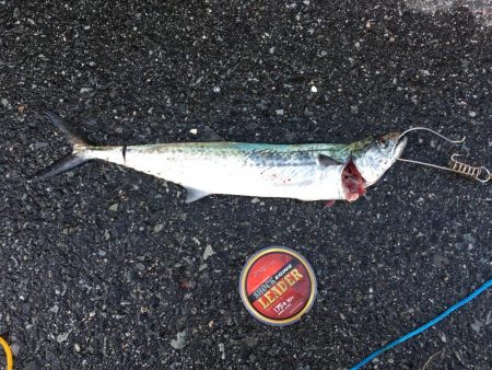 小さなサゴシの回遊アリ