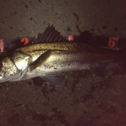 ナイトシーバス