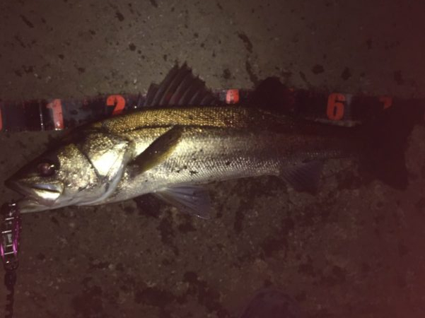 ナイトシーバス