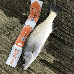 メッキすれてきてセイゴ