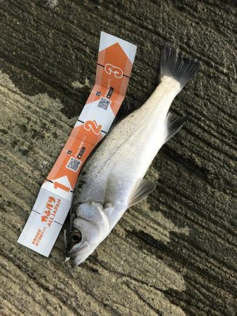 メッキすれてきてセイゴ